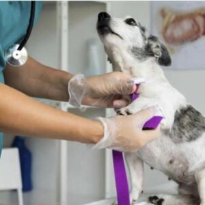 🐶🐱 Mantén a Tu Mascota Saludable
