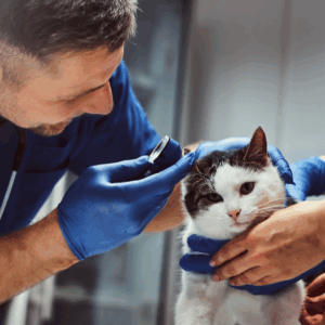 🐶🐱 Consintiendo a Mi Mascota